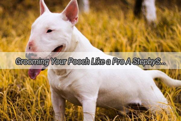 Grooming Your Pooch Like a Pro A StepbyStep Guide to Bathing Your Dog at Home